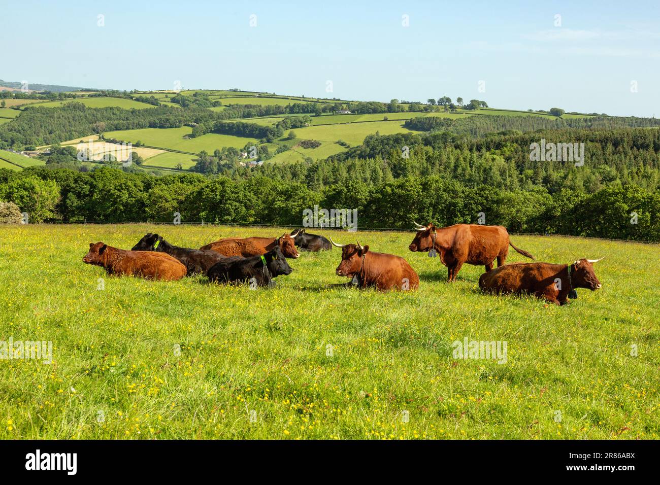 Bestiame bovino contenuto con Ghiere GPS in sistema di scherma virtuale, High Bickington, Devon, Inghilterra, Regno Unito. Foto Stock