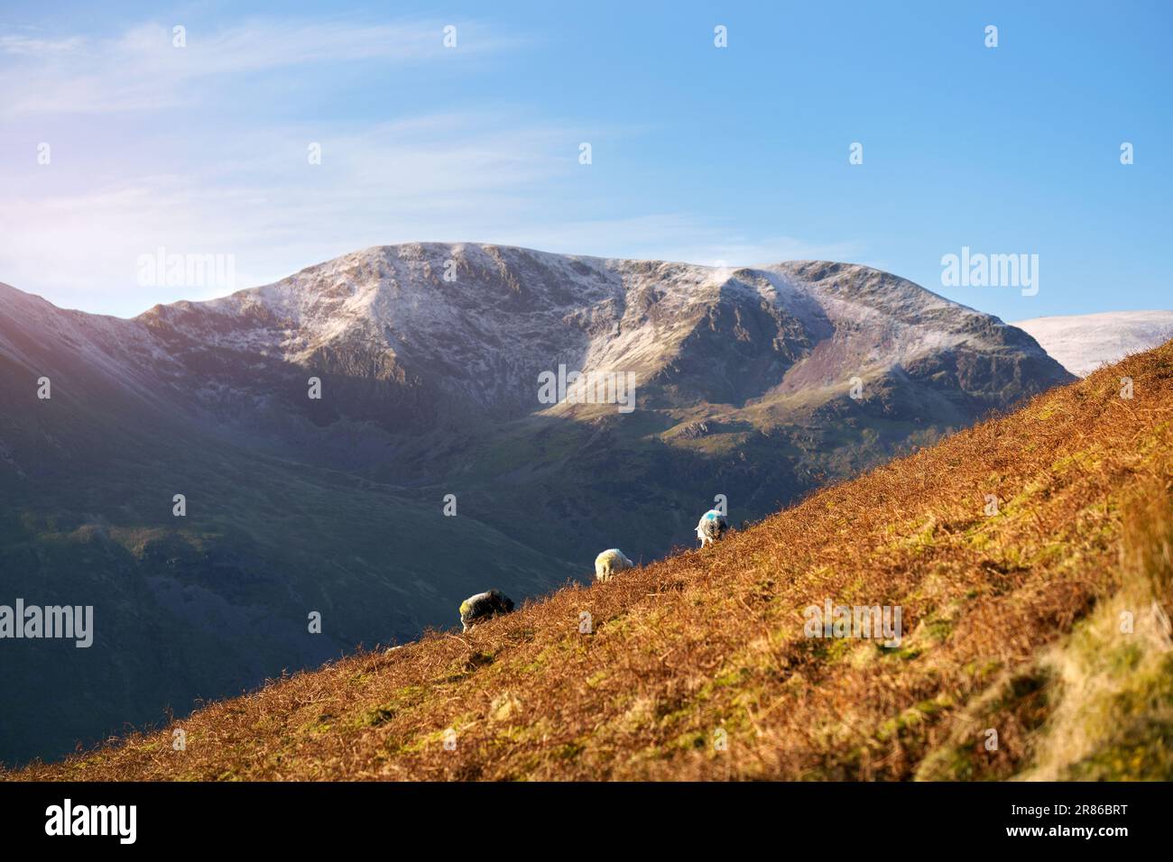 Pecore pascolano sulle pendici soleggiate di una fattoria collinare sotto Grisedale Pike con Crag Hill in lontananza in inverno nel Distretto dei Laghi Inglese, Regno Unito. Foto Stock