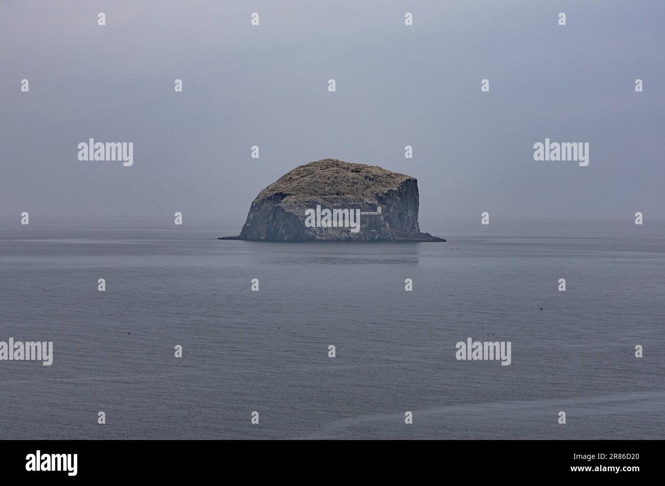 La Bass Rock, della costa orientale della Scozia Foto Stock