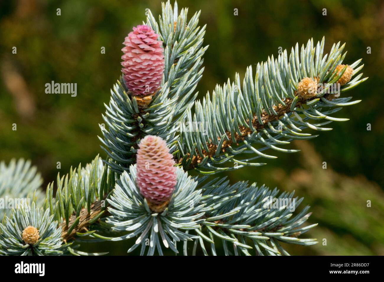Blue Spruce Shoots Picea pungens 'Hoopsii' Picea Buds coni di abete rosso ago di ramificazione Argento Spruce Spring Twigs Branches Colorado Blue Spruce germogli Foto Stock