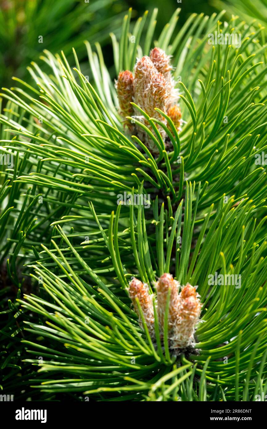 Pino austriaco, Pinus nigra "Smaragd", pino nero, ramo, aghi, fogliame Pinus di Twig Black Pine europeo primaverile Foto Stock