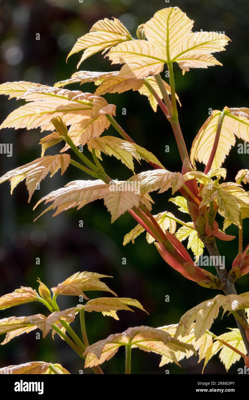 Acero di Sycamore, Acer pseudoplatanus 'tramonto di Esk', albero, rami, foglie, albero di Sycamore Foto Stock