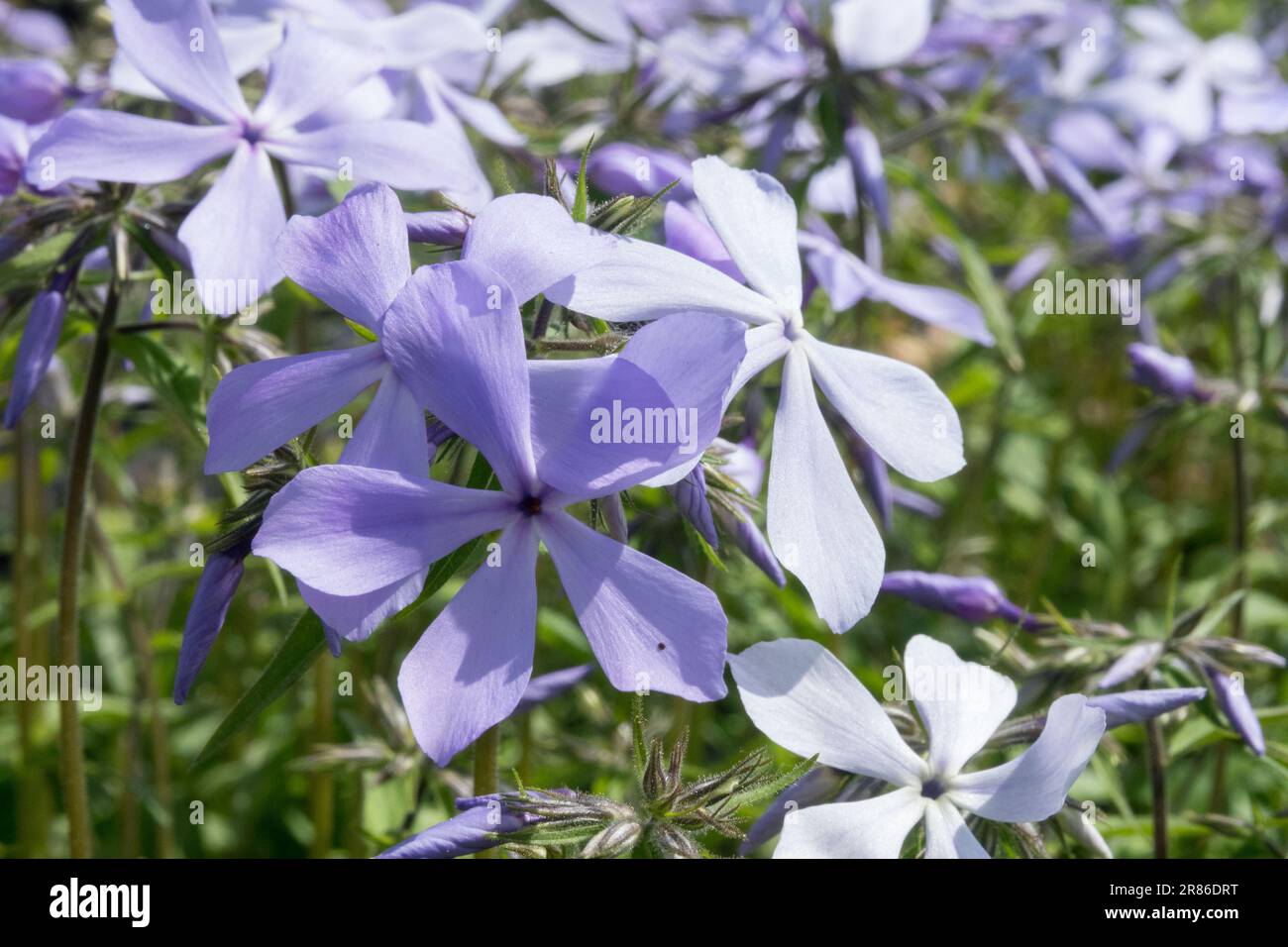 Blue Phlox, Sweet William, Phlox divaricata 'Clouds of Perfume', Woodland Phlox Foto Stock
