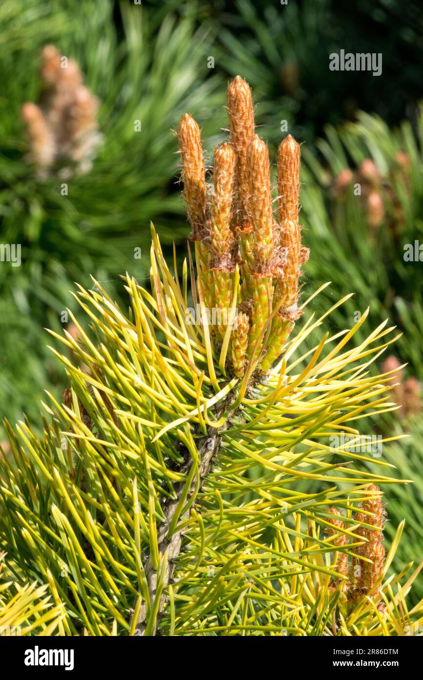 Scots Pine Pinus sylvestris 'Trollguld' New Shoots Branch Pinus Twig Yellow Needles Scotch Pine Branches Pinus sylvestris Needles Pine Foliage Pinus Foto Stock