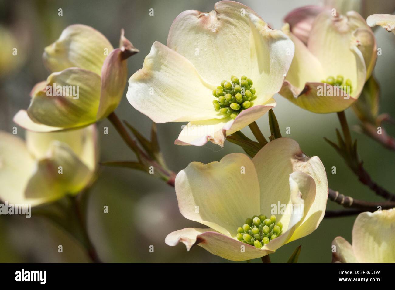 Cornus florida, Cream Flower, Cornus florida 'Rainbow' East Dogwood, bianco cremoso, fioritura Foto Stock