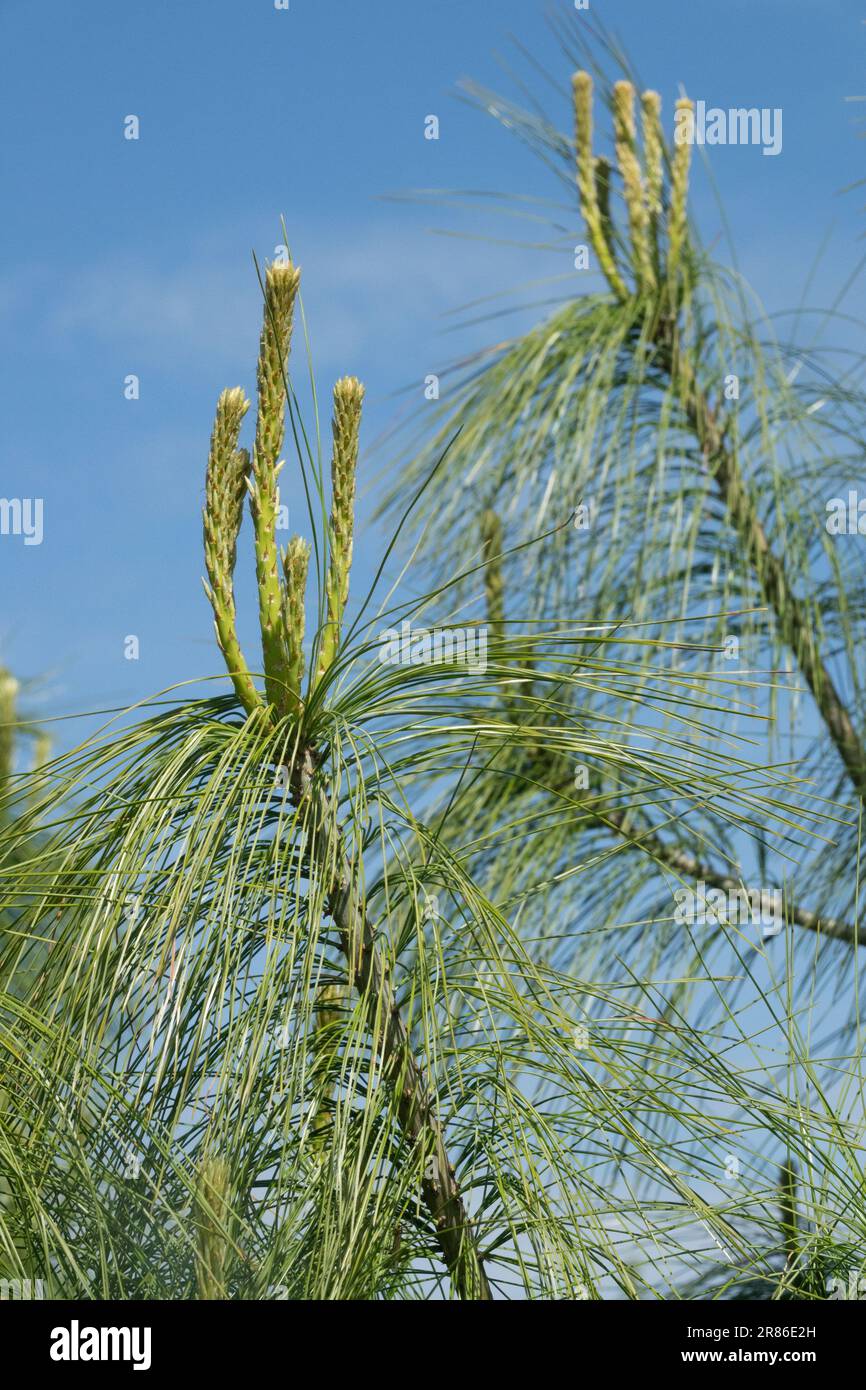 Pino bianco dell'Himalaya, albero, Pinus wallichiana, pino del Bhutan Foto Stock