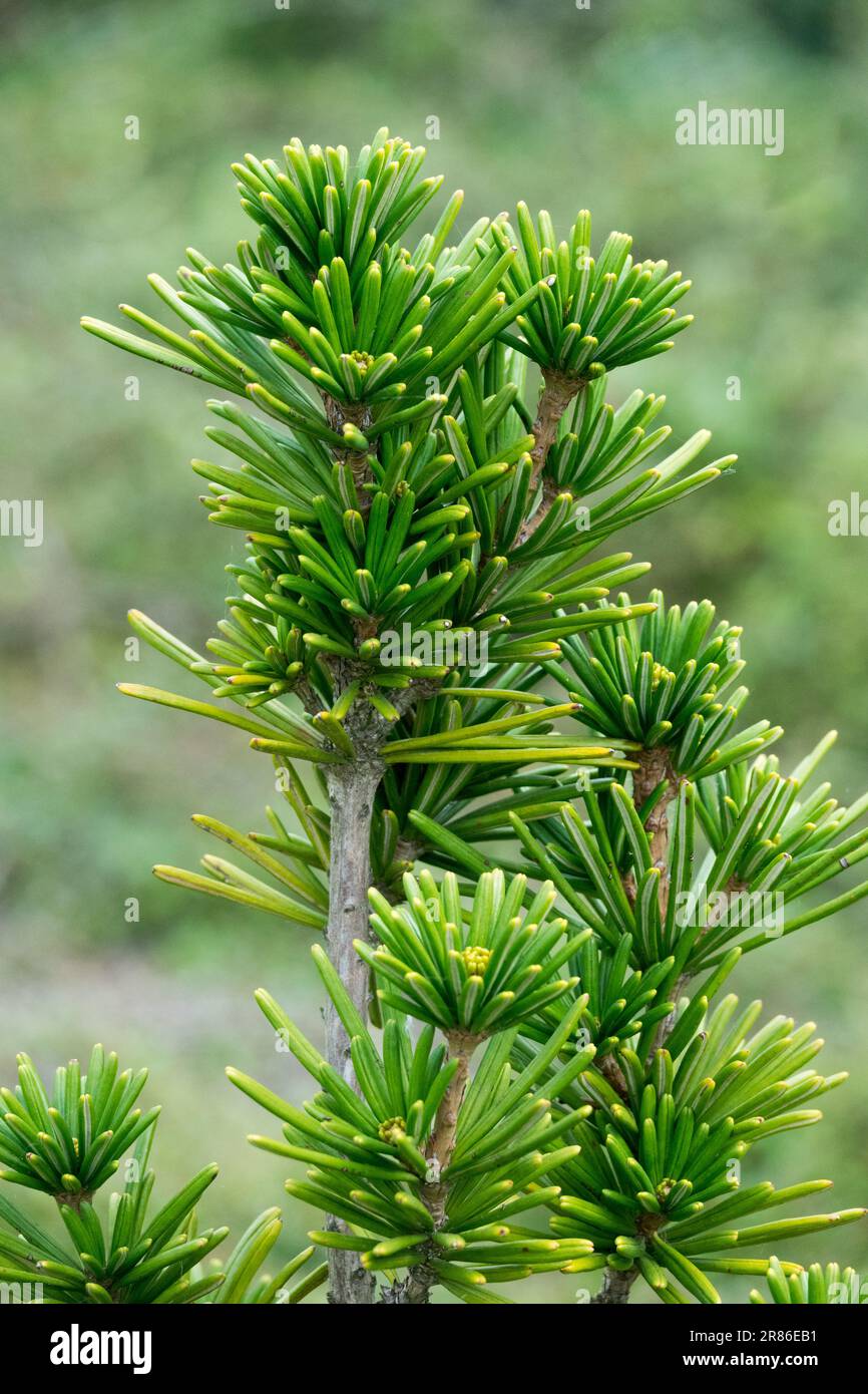 Ombrello giapponese Pine, Sciadopitys verticillata 'Sternschnuppe' Parasol Fir, Taxus verticilliata Koyamaki Foto Stock