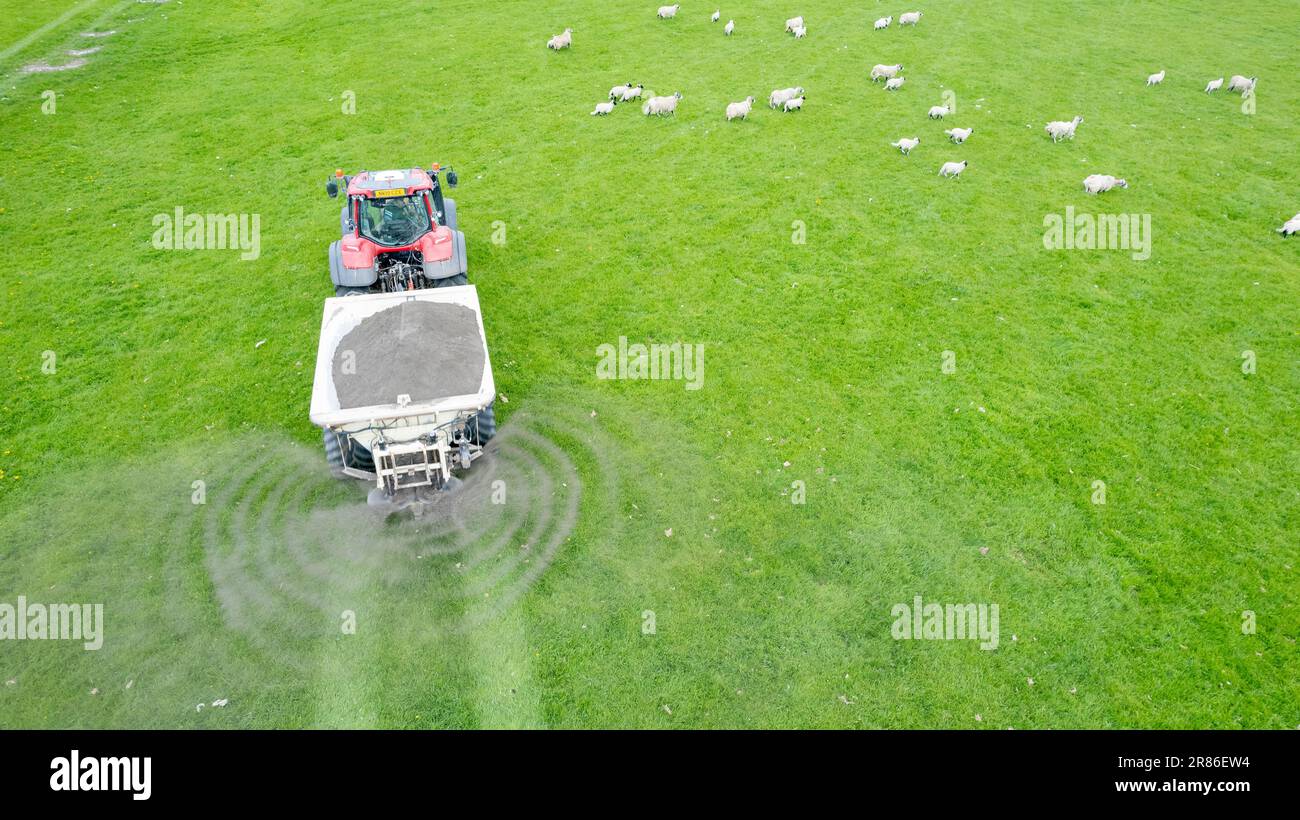 Stendendo calce su un pascolo di altopiano per contribuire ad aumentare la qualità e la fertilità del suolo aumentando il livello di pH. North Yorkshire, Regno Unito. Foto Stock