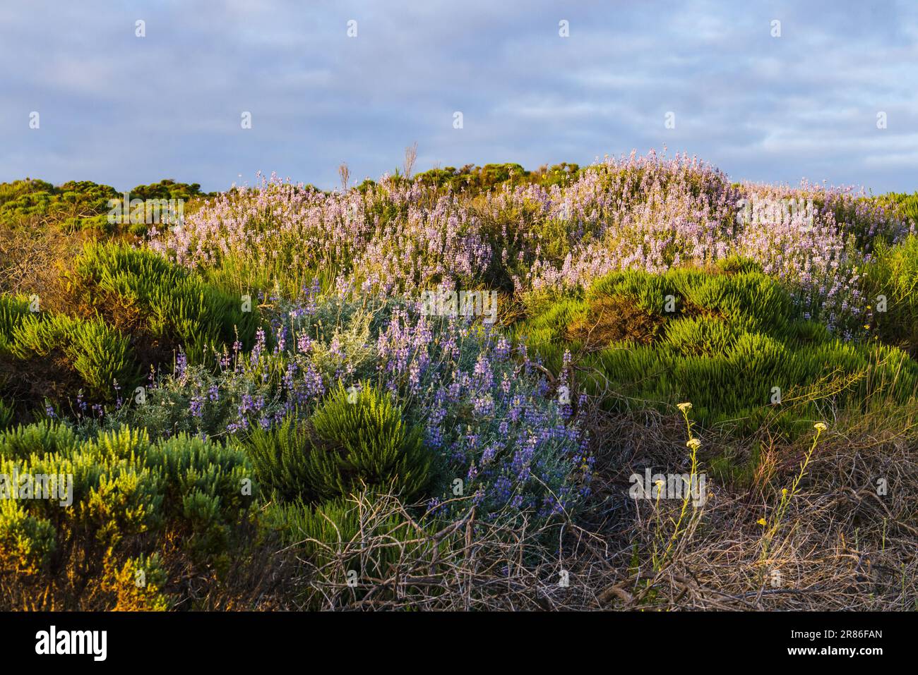 Alberi verdi, cespugli e fiori selvatici in fiore. Colonia di lupino argenteo (Lupinus argenteus), bella la pisello-come fiori selvatici blu in fiore, e il Foto Stock