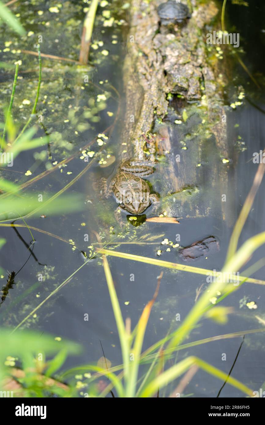 Rana al Blumengaerten Hirschstetten di Vienna, Austria Foto Stock