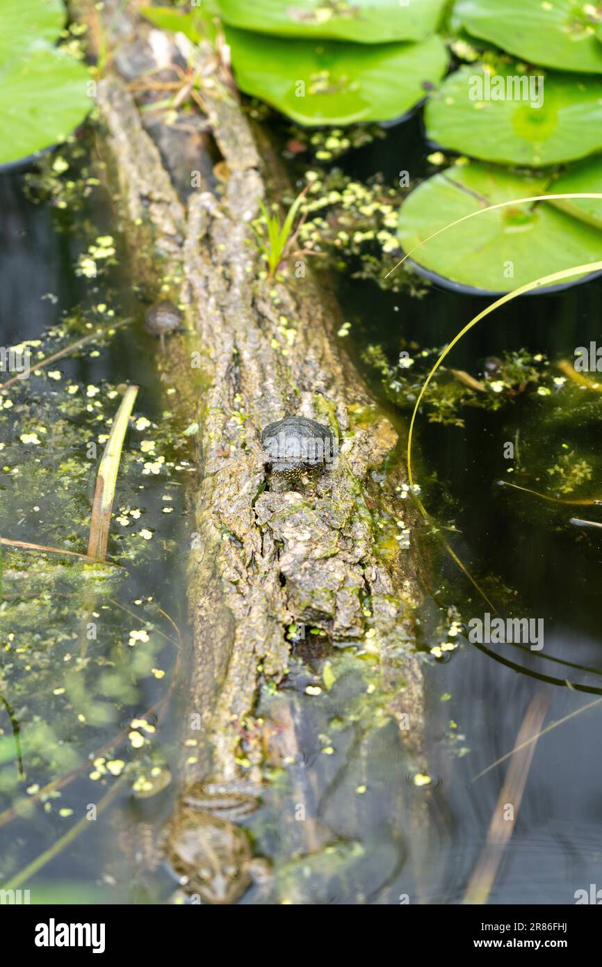 Tartaruga al Blumengaerten Hirschstetten di Vienna, Austria Foto Stock