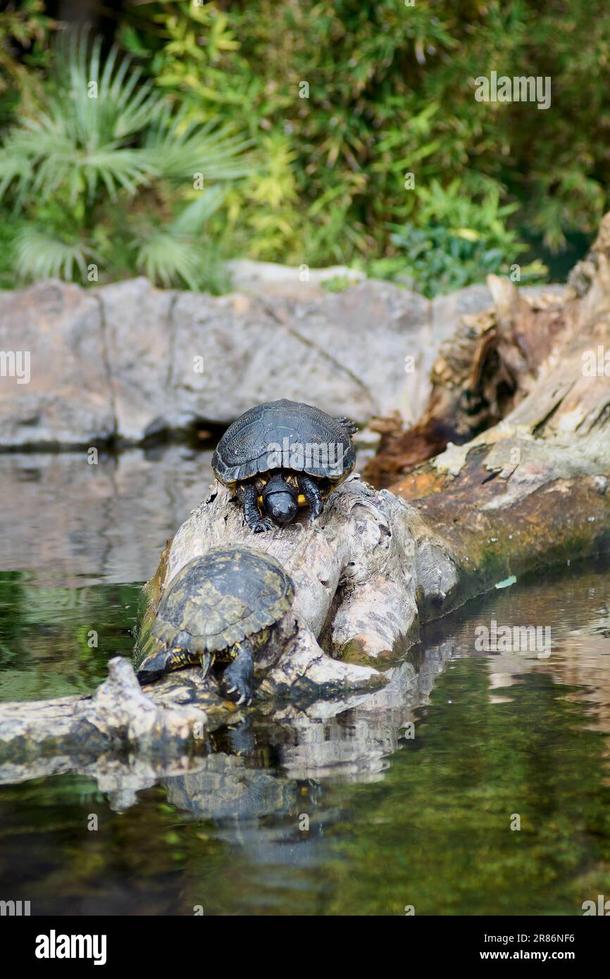 Due slider dalle orecchie rosse - Trachemys scripta elegans prendere il sole su un albero caduto e circondato da acqua. Foto Stock
