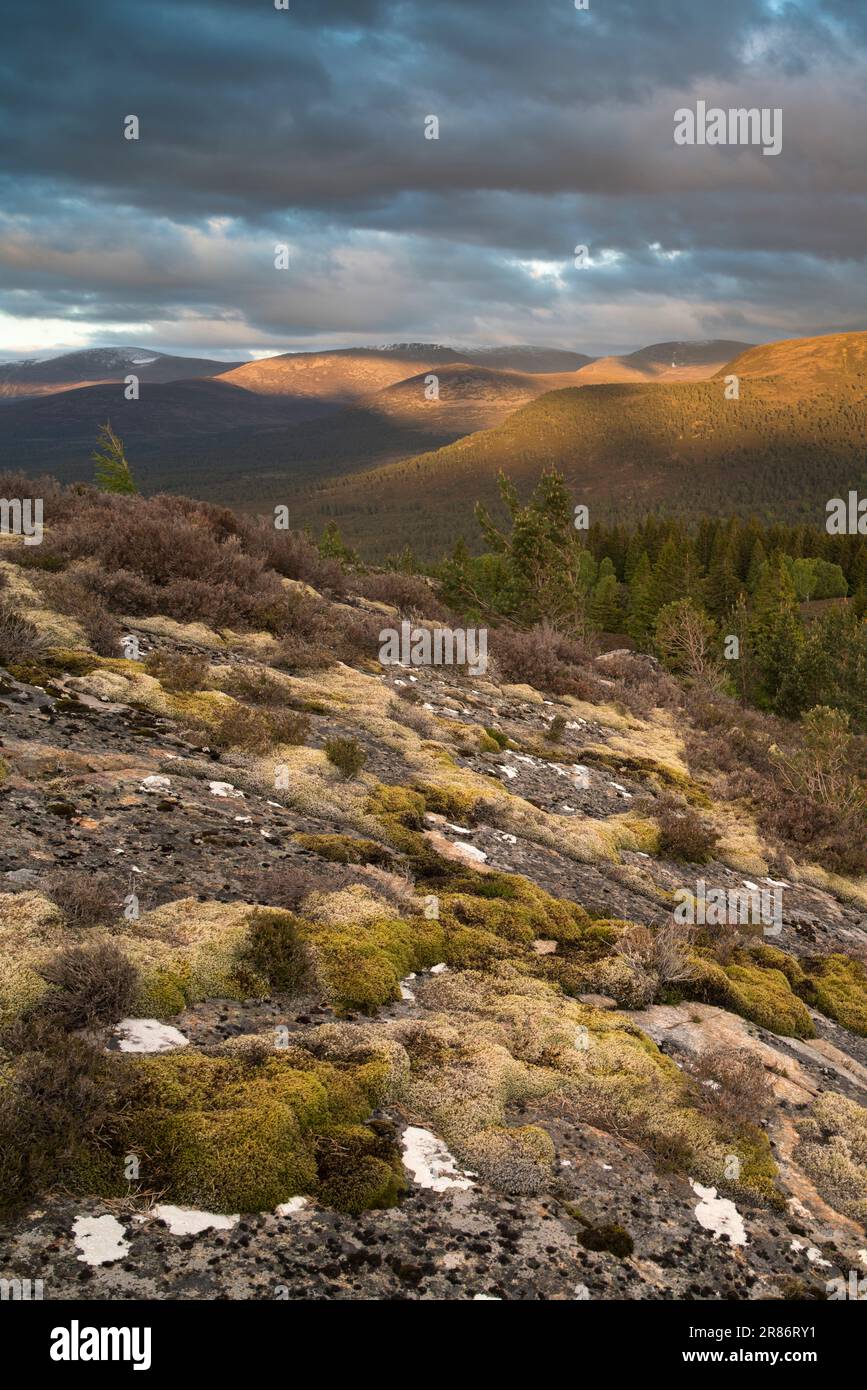 Le montagne di Cairngorm viste da Ord Ban, Loch an Eilean, Scozia, Regno Unito Foto Stock