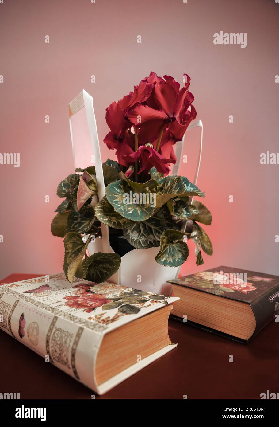 Una vivace composizione di fiori di ciclamino su una scrivania, con diversi libri che li circondano Foto Stock