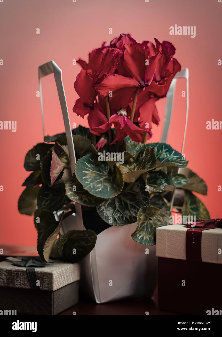 Una vivace disposizione di fiori di ciclamino su una scrivania, con diversi regali avvolti che li circondano Foto Stock