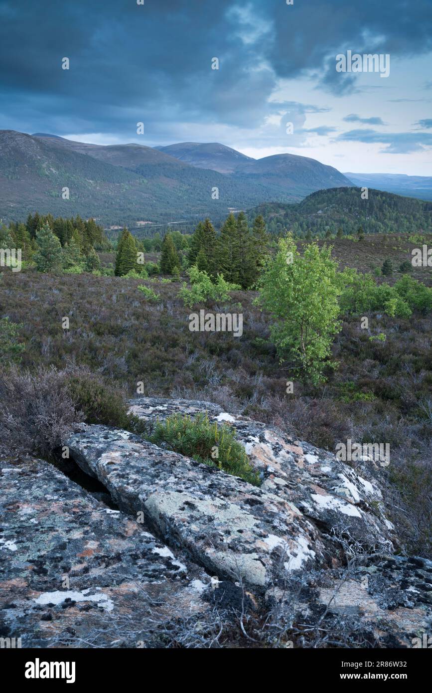 Le montagne di Cairngorm viste da Ord Ban, Loch an Eilean, Scozia, Regno Unito Foto Stock