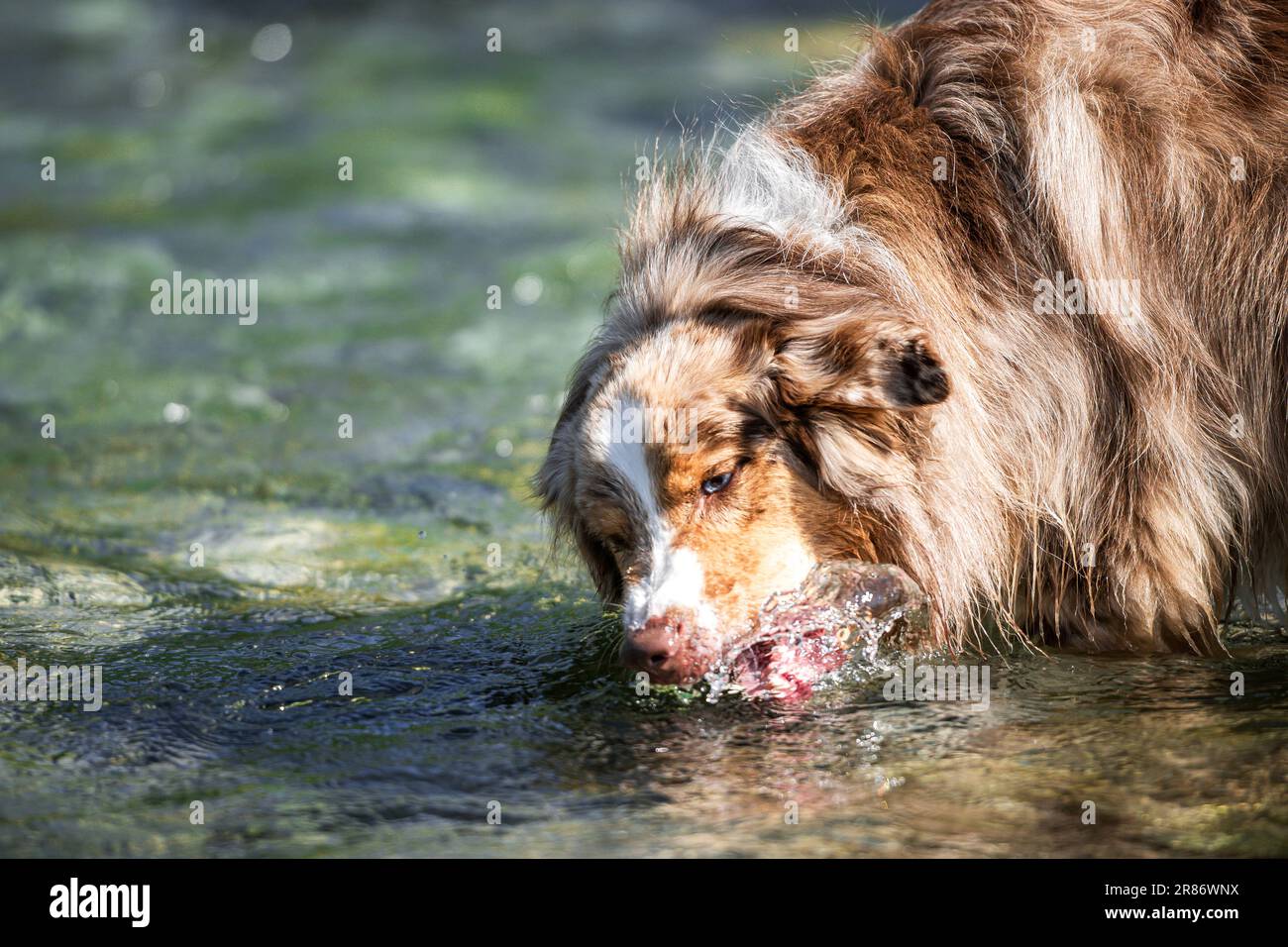 Red merle pastore australiano che gioca nell'acqua del fiume Elbow Foto Stock