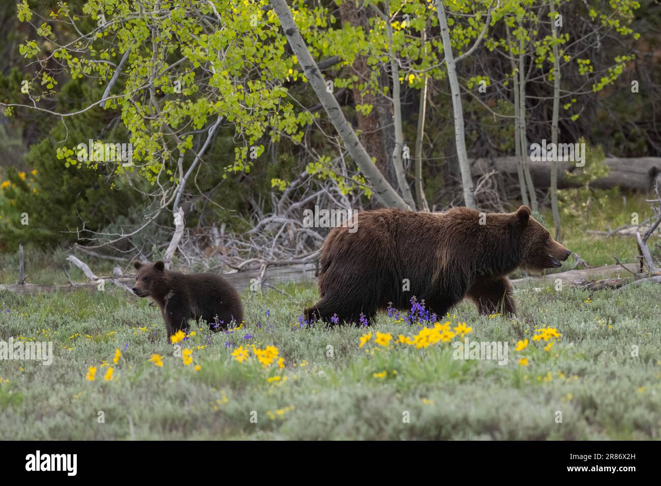 Grizzly orso 399 e il suo cucciolo nel giugno 2023 Foto Stock