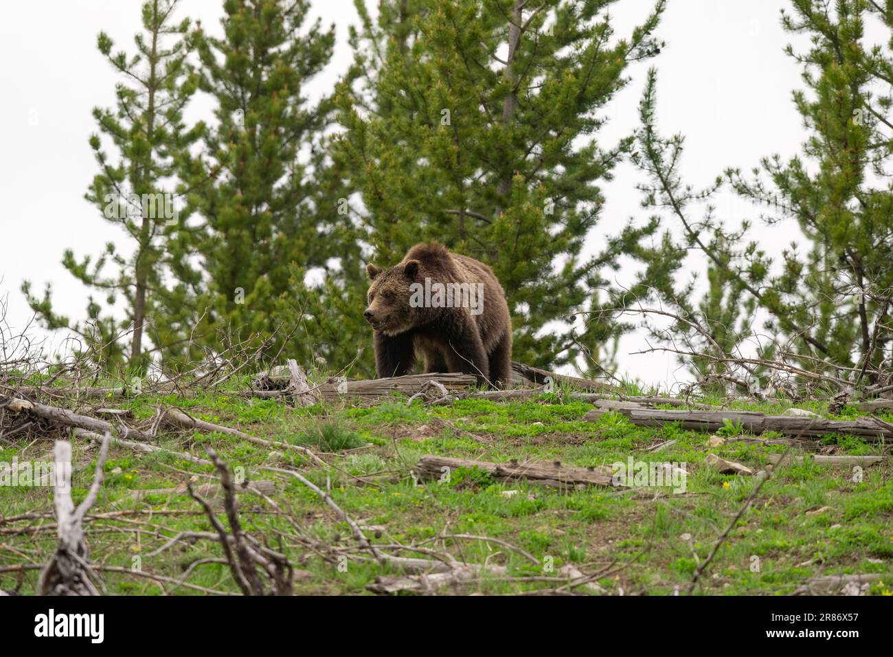 Grizzly orso sulla collina, Yellowstone Foto Stock