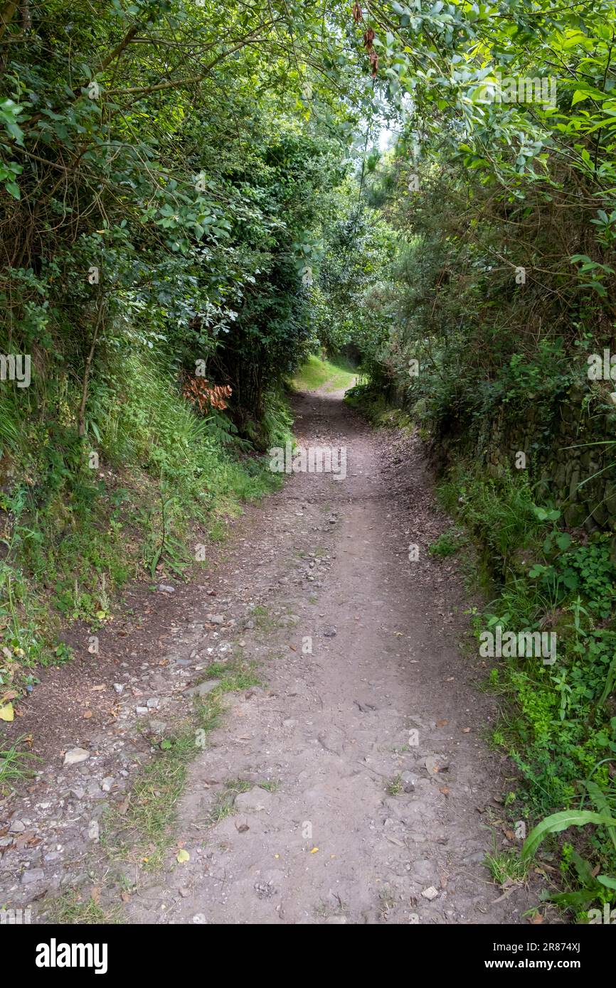 Percorso forestale scena. Sentiero forestale sul Camino de Santiago Foto Stock