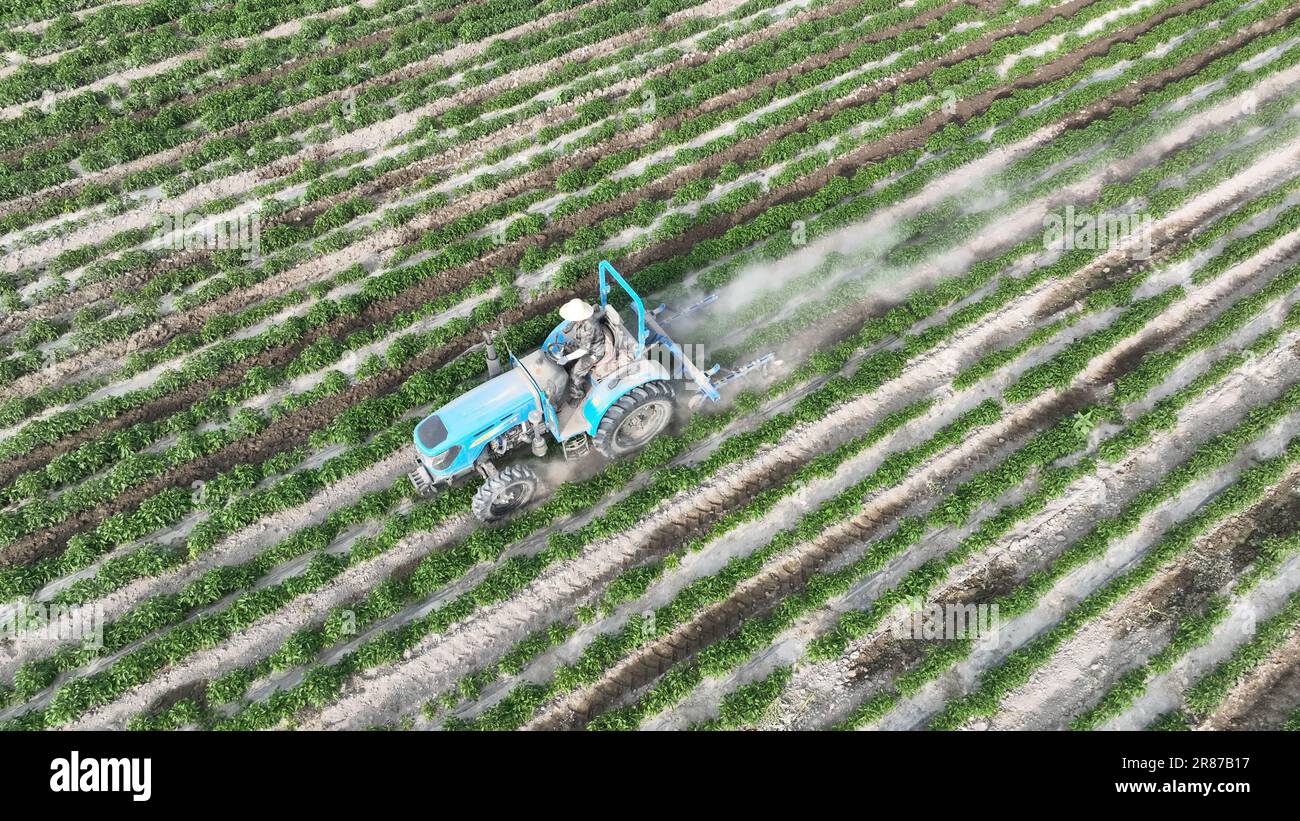 Gli agricoltori lavorano in un campo di peperoncino nella città di Bazhou, provincia di Xinjiang, Cina, 19 giugno 2023. Foto Stock