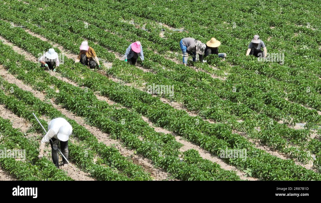 Gli agricoltori lavorano in un campo di peperoncino nella città di Bazhou, provincia di Xinjiang, Cina, 19 giugno 2023. Foto Stock