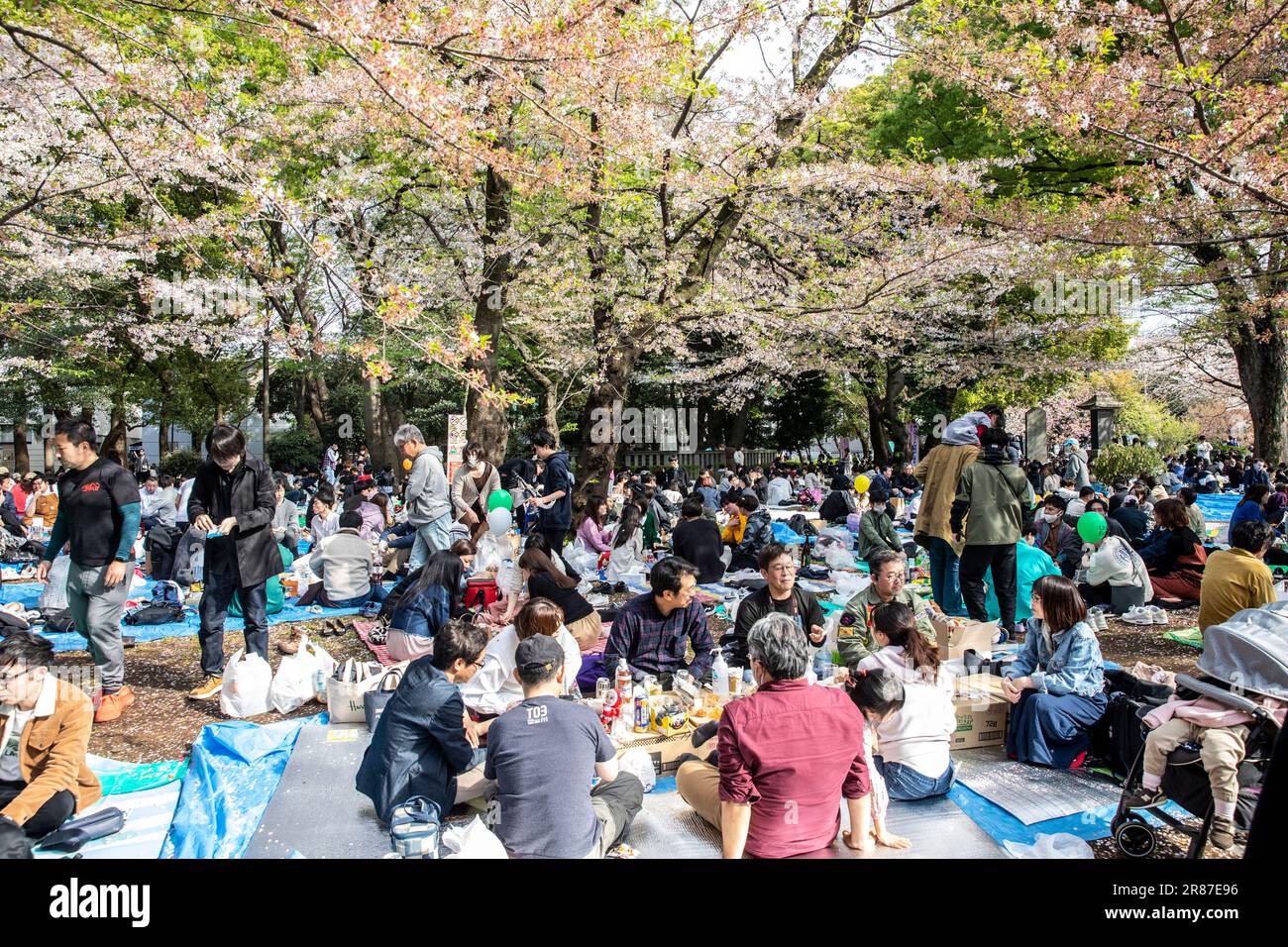 Giappone sakura ciliegia fioritura 2023 aprile nel parco di Ueno come persone picnic hanami, Tokyo, Giappone, Asia Foto Stock