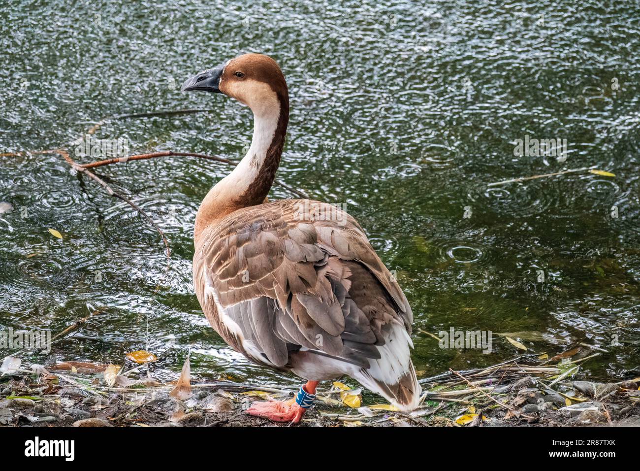 Swan Oca, Anser cygnoides, nuotando in acqua di lago. L'oca di Swan è un'oca grande con una gamma di allevamento naturale nella Mongolia interna, la Cina più settentrionale, A. Foto Stock