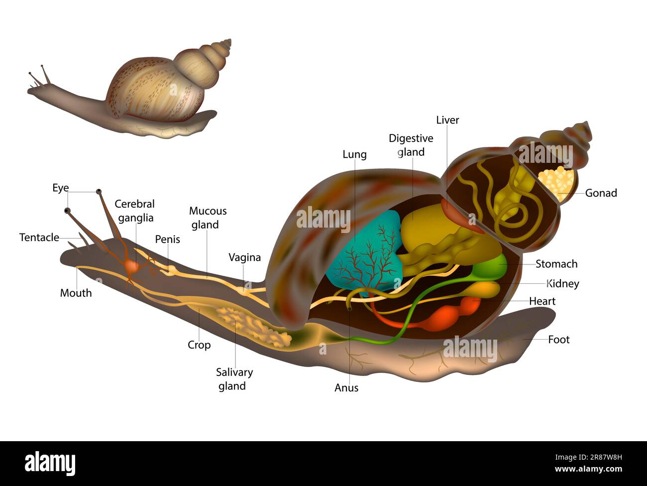 Lumache o lumache Anatomia diagramma della struttura del corpo della lumaca. Organi interni ed esterni Illustrazione Vettoriale
