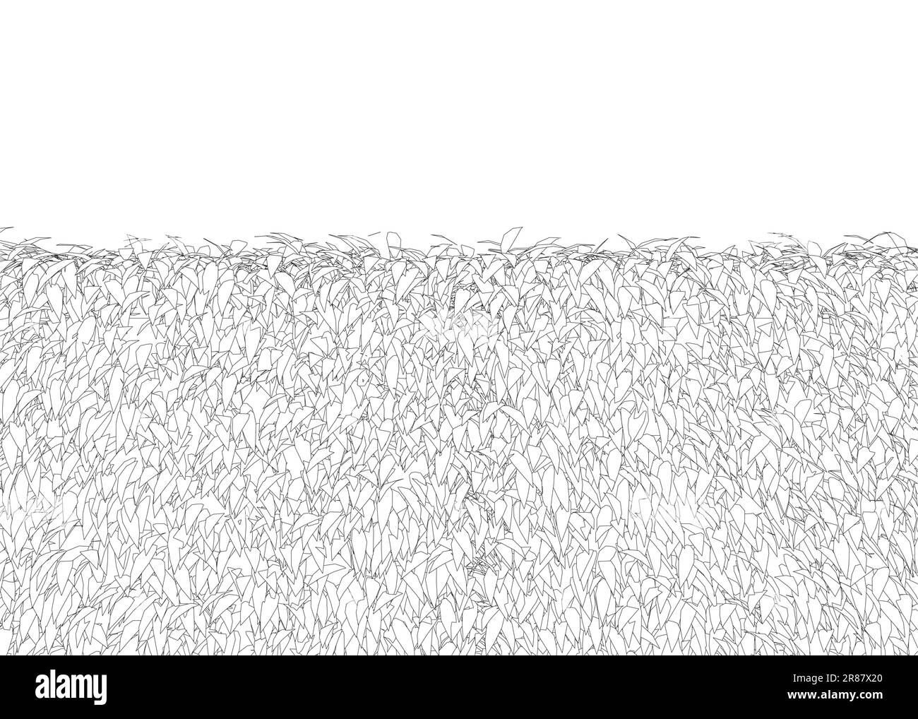 Erba recinto rettangolare arbusti di bosso. Pianta ornamentale per decorare un parco, un giardino o una recinzione verde. Fogliame per la progettazione di biglietti di primavera ed estate. Illustrazione Vettoriale