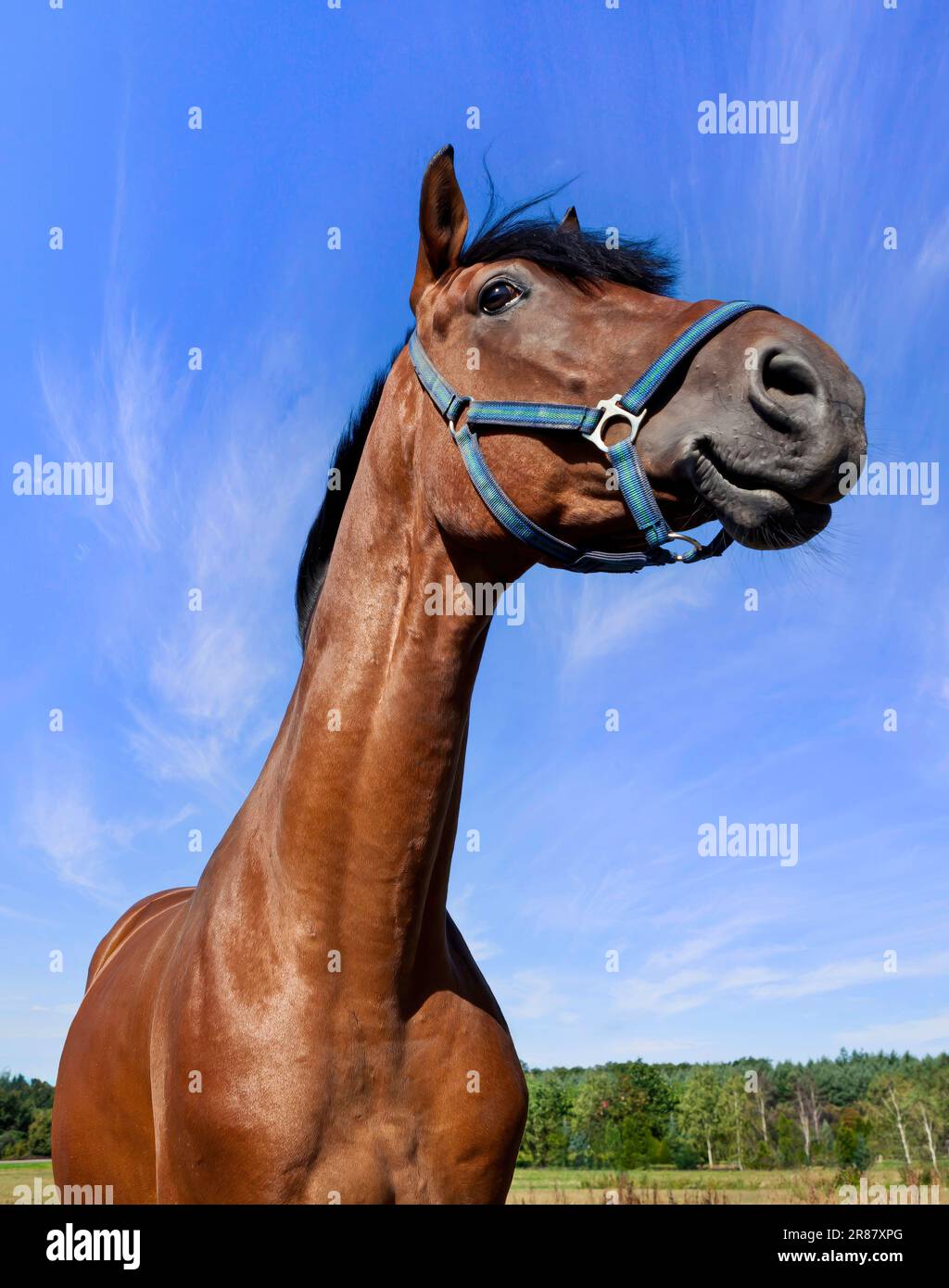 Stallion solitario che pascolava nel pascolo sotto un cielo limpido Foto Stock