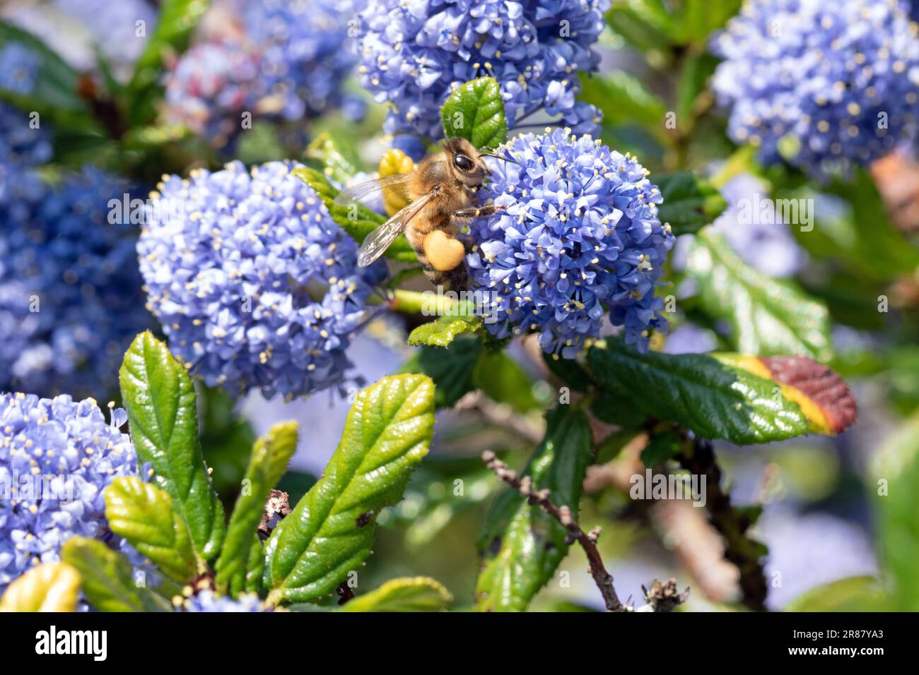 Primo piano macro immagine di ape del miele occidentale su fiori Blueblossom. Messa a fuoco selettiva Foto Stock