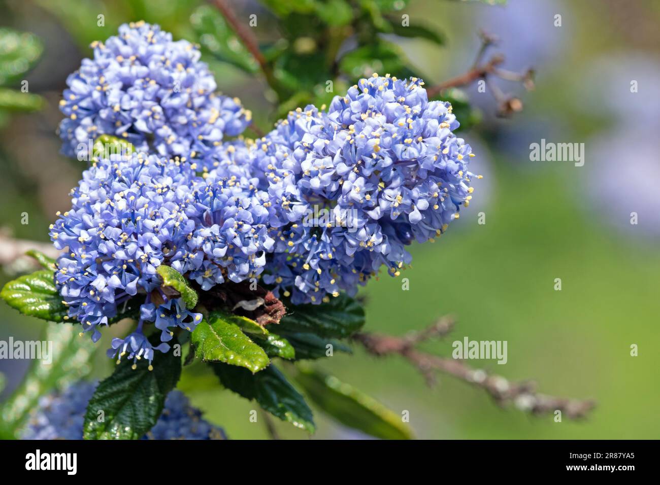 Primo piano macro immagine di fiori Blueblossom, Ceanothus Thyrsiflorus Foto Stock