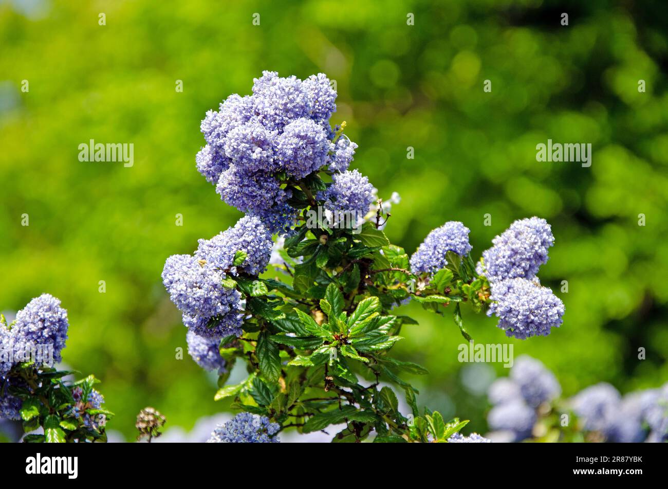 Primo piano macro immagine di fiori Blueblossom, Ceanothus Thyrsiflorus Foto Stock