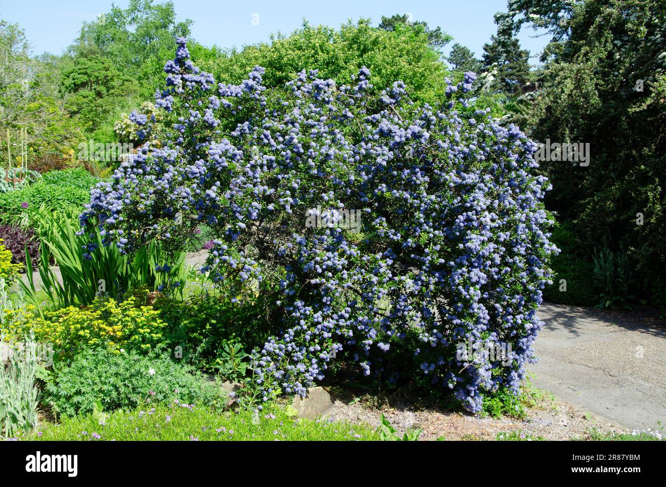 Primo piano immagine macro di Blueblossom arbusto in piena fioritura, Ceanothus Thyrsiflorus Foto Stock