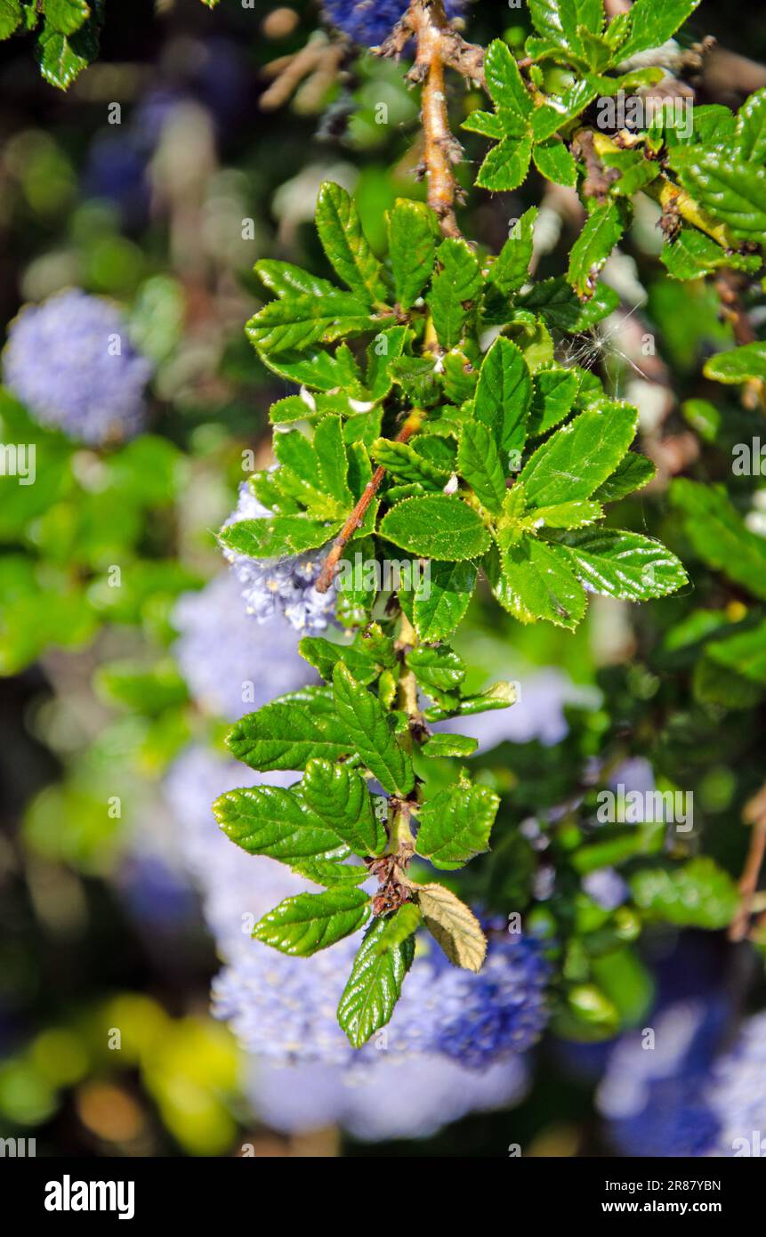 Primo piano macro immagine di foglie di Blueblossom, Ceanothus thyrsiflorus Foto Stock