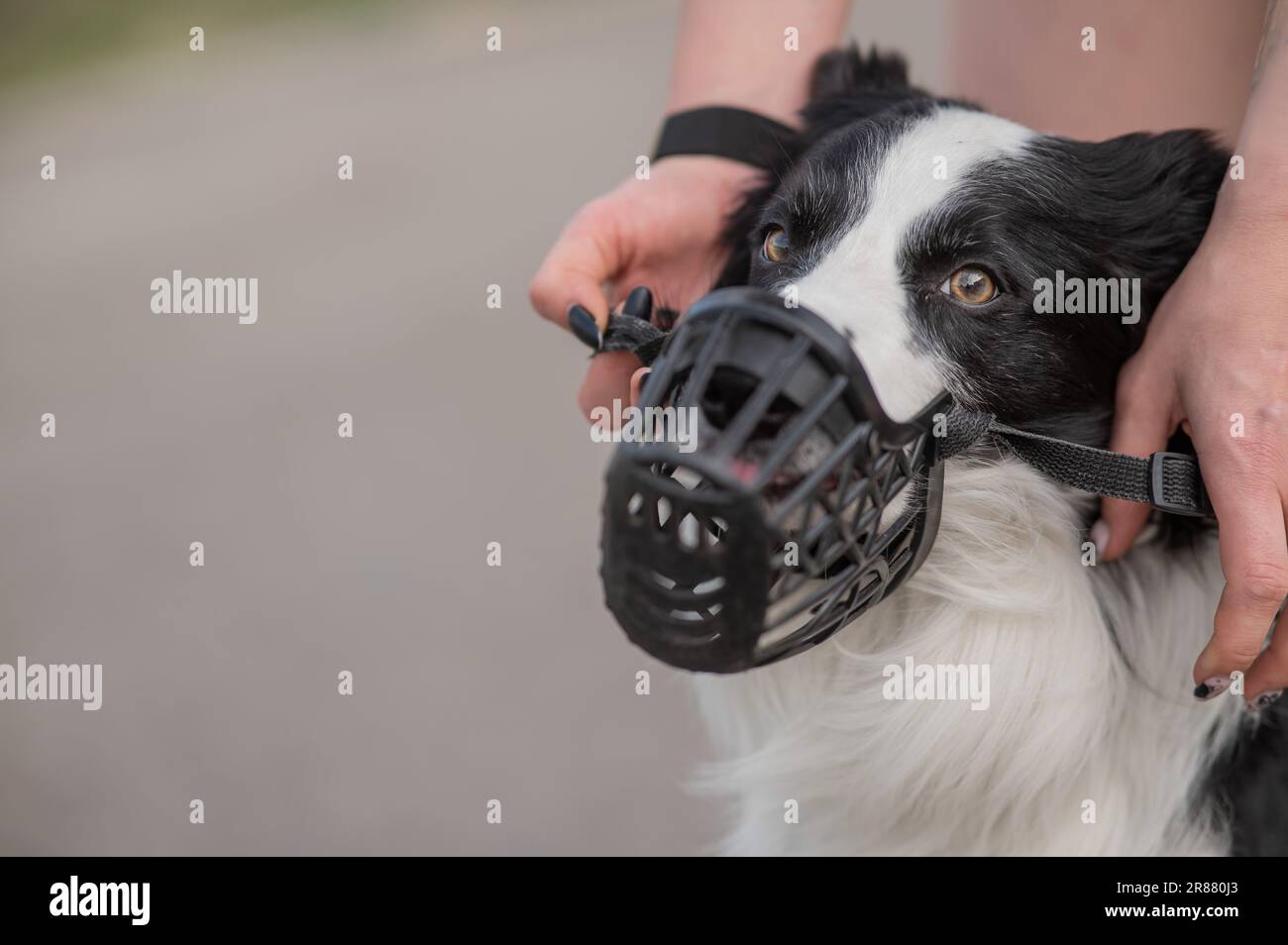 Donna cammina 2 cani. Primo piano delle gambe femminili, collie di bordo e toro in muzzle e sui guinzagli in una passeggiata all'aperto. Foto Stock