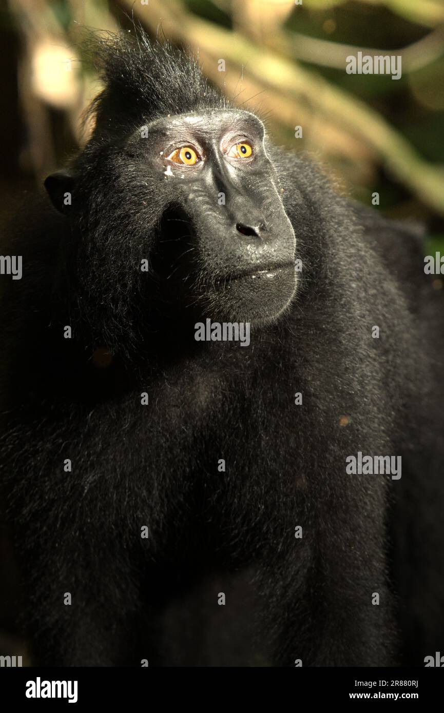 Ritratto di un macaco crestato Celebes (Macaca nigra) nella foresta di Tangkoko, Nord Sulawesi, Indonesia. A parte la deforestazione e il bracconaggio, il cambiamento climatico sta aumentando il rischio di estinzione di queste specie endemiche e a rischio critico. Temperature più elevate, condizioni climatiche insolite ed estreme, ad esempio, influenzeranno la disponibilità della loro fornitura alimentare. "Una minaccia chiave è il potenziale cambiamento nelle gamme di habitat adeguate", secondo una valutazione scientifica del 2021 incentrata sul rischio climatico pubblicata dal Gruppo della Banca mondiale e dalla Banca asiatica di sviluppo. Foto Stock