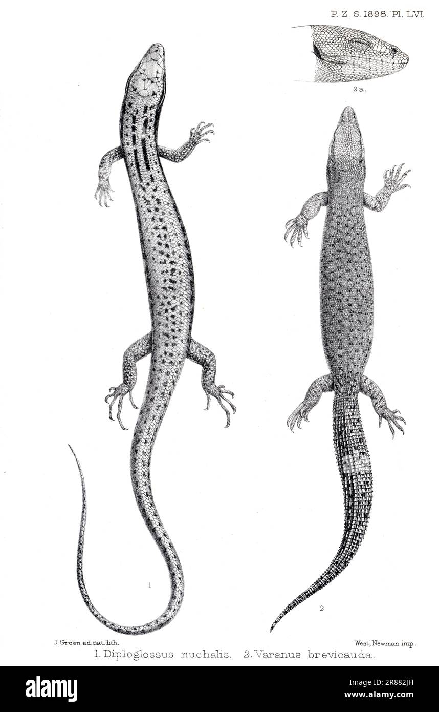 Atti della London Zoological Society 1898 - Diploglossus Nuchalis & Varanus Brevicauda di James Green (1859-1938) Foto Stock