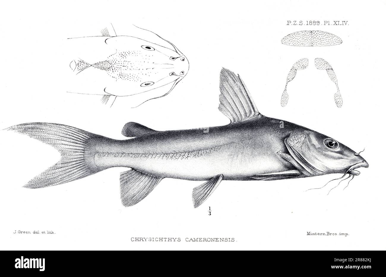 Proceedings of the London Zoological Society 1899 - Chrysichthys Cameronensis di James Green (1859-1938) Foto Stock