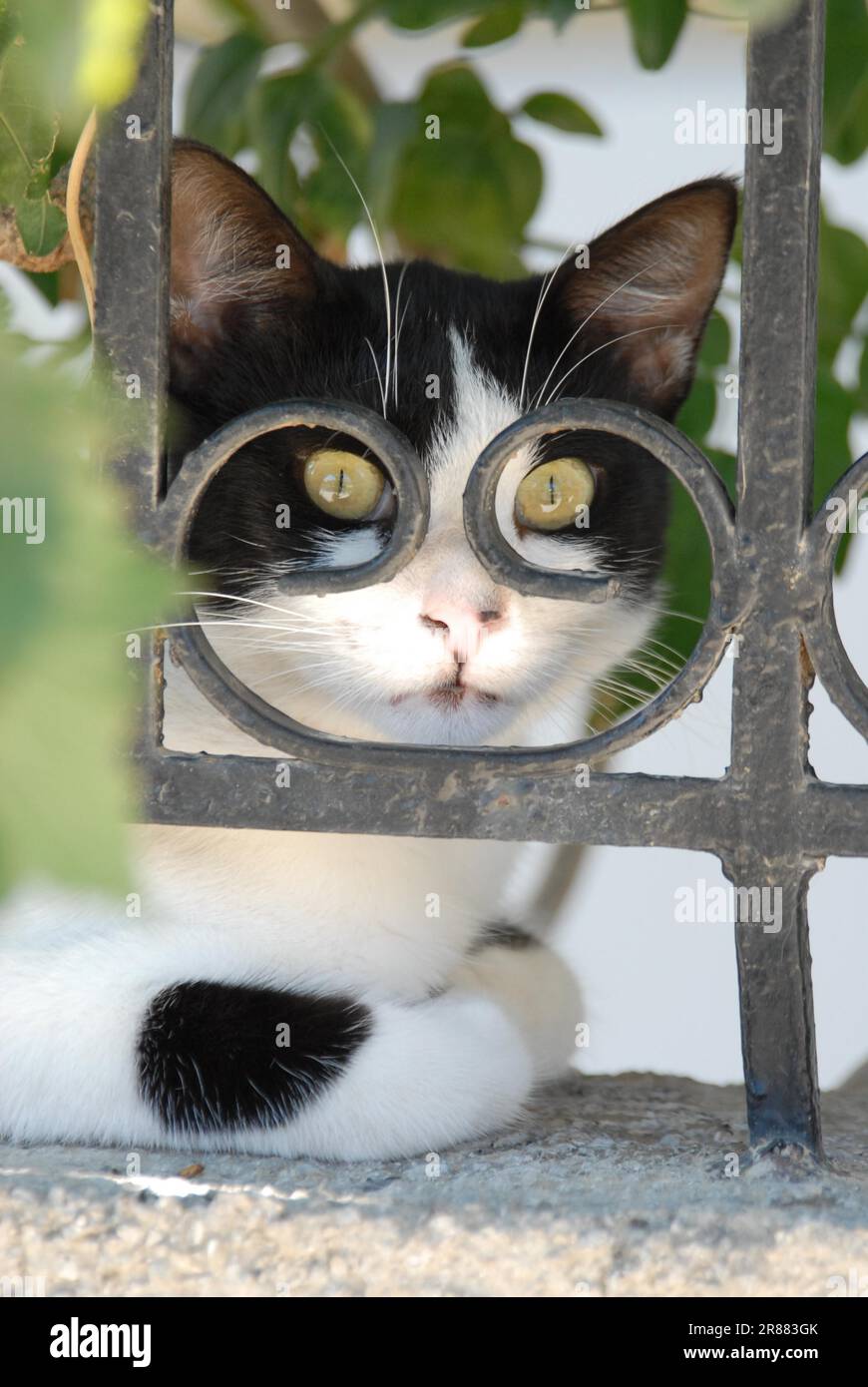 Gatto domestico, bianco e nero, che riposa dietro una recinzione in ferro battuto, sbirciando attraverso un ornamento in ferro come cornice dello spettacolo, Dodecaneso, Grecia Foto Stock