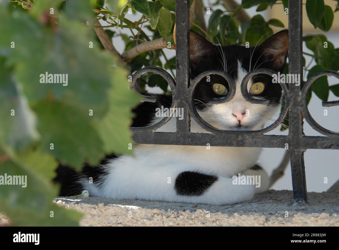 Gatto domestico, bianco e nero, che riposa dietro una recinzione in ferro battuto, sbirciando attraverso un ornamento in ferro come cornice dello spettacolo, Dodecaneso, Grecia Foto Stock