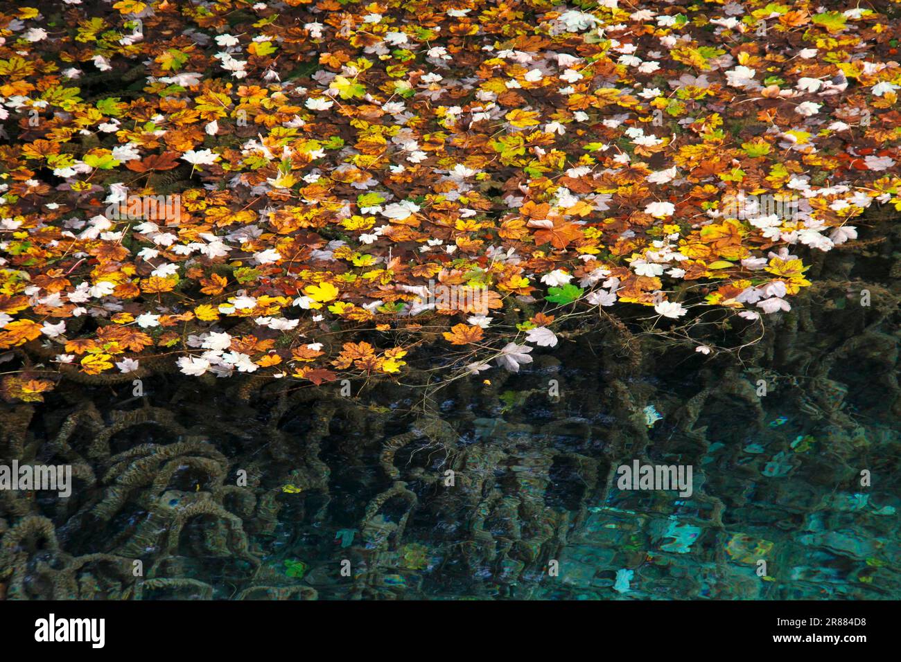 Le prime foglie autunnali si raccolgono su uno dei laghi di Plitvice in Croazia Foto Stock