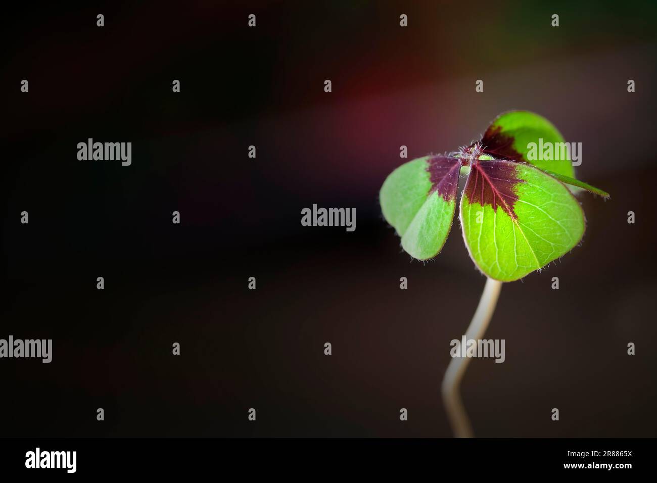 Trifoglio a quattro lieviti, verde con centro rosso Foto Stock