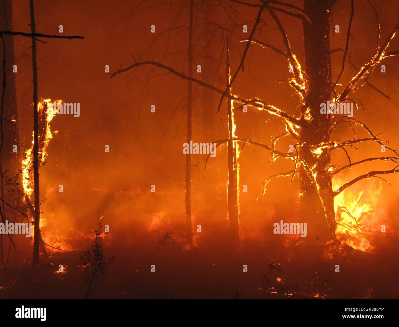 Inferno nella foresta Foto Stock