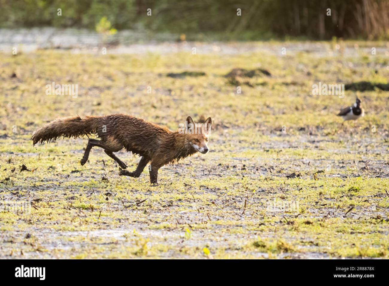 Volpe rossa (Vulpes vulpes) che attraversa l'acqua, Meerbruchwiesen, Steinhuder Meer, bassa Sassonia, Germania Foto Stock