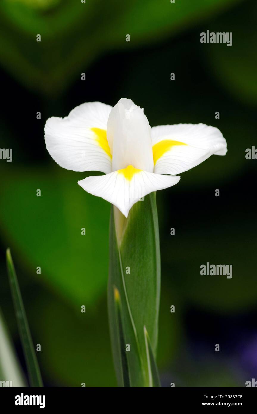 Juno Iris (Iris magnifica var. alba) (Juno magnifica var. alba) Foto Stock