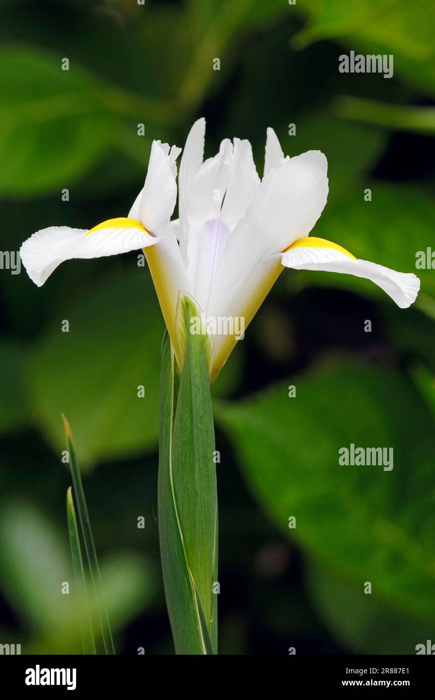 Juno Iris (Iris magnifica var. alba) (Juno magnifica var. alba) Foto Stock