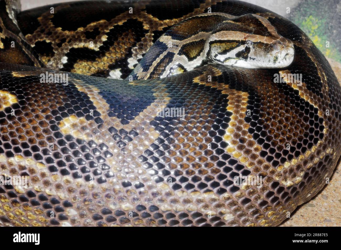 Python indiano scuro (Python molurus bivittatus) Foto Stock