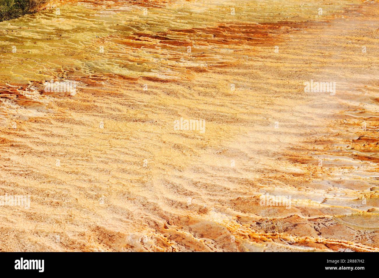 Tappetini algali e batterici e depositi minerali presso sorgenti termali, tappetini batterici, sorgenti termali di Mammoth, Parco Nazionale di Yellowstone, Wyoming, STATI UNITI Foto Stock